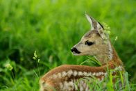 Universum: Der wilde Wald der Kaiserin – Rehkitz