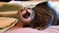 Der Katzenflüsterer – Feral Cat.