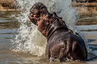 Die Riesen an Afrikas Flüssen – Löwen, Giraffen oder Elefanten einmal in freier Wildbahn zu erleben, ist für viele ein Traum. Aber selbst auf einer Safari ist nicht immer garantiert, dass man Zeuge faszinierender Ereignisse wird. Zu unberechenbar ist die Natur. Es gehört eine enorme Ausdauer oder einfach viel Glück dazu, den richtigen Moment zu erleben und dann auch festzuhalten./Löwen, Giraffen oder Elefanten einmal in freier Wildbahn zu erleben, ist für viele ein Traum. Aber selbst auf einer Safari ist nicht immer garantiert, dass man Zeuge faszinierender Ereignisse wird. Zu unberechenbar ist die Natur. Es gehört eine enorme Ausdauer oder einfach viel Glück dazu, den richtigen Moment zu erleben und dann auch festzuhalten.