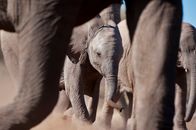 Afrikas kleine Riesen – Ein Elefantenbaby läuft mit seiner Herde auf die Wasserstelle zu. (Wim Vorster)