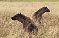 Wilde Dynastien – Königin Suma und eine männliche Hyäne untersuchen das Gebiet des Süd-Clans.