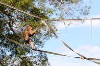 Borneo - Paradies auf Abruf – Die Monokulturen bergen für die dort lebenden Arten zahlreiche Hindernisse: Um den Affen das Überwinden von Wasserläufen zu erleichtern, haben die Forscher alte Feuerwehrschläuche als Brücken gespannt.