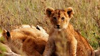 Tierbabys in Afrika – Fr, 05.12., 14:55 Uhr