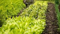 freizeit – Salat kann die "Königs-Disziplin in der feinen Küche" darstellen oder aber auch ein Ärgernis mit ledrigen Blättern in einer wässerigen Essig-Brühe: Der Salat. Gesund ist er, das steht fest. Weit weg vom Folientunnel-Grünzeug ist der Schmidt Max unterwegs zum Bio-Gärtner Johannes Schwarz. Der zeigt ihm Sorten, die er noch nicht einmal je gehört hat: Forellenschluß, Maikönig, Goldforelle.