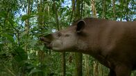 Südamerikas tierische Freaks – Der Tapir ist der größte Landsäuger in Südamerika und hat, obwohl er Pflanzenfresser ist, das Sagen in seinem Gebiet.