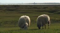 Strände Europas – Deichschafe am Watt.