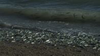 Big Pacific – Es wirkt wie eine Flutwelle aus Fischen, wenn Grunionfische an Land kommen, um ihre Eier vor maritimen Fressfeinden zu schützen.