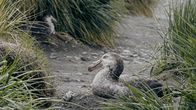 Alpha-Tiere – Der Riesensturmvogel ist sehr familiär und bleibt sein Leben lang mit demselben Partner zusammen, doch sobald ein Konkurrent auftaucht, wird er zum unersättlichen Raubtier.