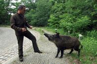 DOK – Der Wildtierbeauftragte des Berliner Senats Derk Ehlert mit einer Bache. Die Wildsau ist an den Umgang mit Menschen bereits gewöhnt. Doch zahme Wildtiere sollte es in der Stadt besser nicht geben.