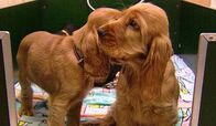 Unser Hund – Kleine Spaniel-Welpen.