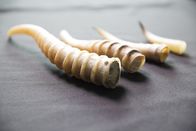 Wunder der Wissenschaft – Die Saigas wurden wegen ihrer wertvollen Hörner nahezu ausgerottet.