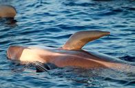 Pelagos - Welt der Wale – Walfisch im Ozean