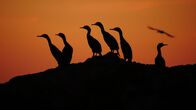 Wildes Peru – Do, 11.09., 17:15 Uhr