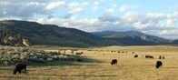 Yellowstone – Americas größte wildlebende Bison Herde grast im Lamar Valley.