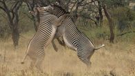 Animal Fight Club – Sie kämpfen bis aufs Blut: Tiger, Haie oder Löwen gehören mit zu den gefährlichsten Jägern in der Tierwelt. Meist hat die Beute keine Chance. Aber was passiert, wen; Warum haben Zebras Streifen?