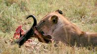 Waffen der Tiere – Löwinnen jagen im Rudel und jedes Tier hat dabei eine bestimmte Funktion. Nach erfolgreicher Jagd wird die Beute geteilt.
