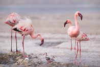 Ein perfekter Planet – Für die Zwergflamingos bietet der Natronsee in Tansania eine außergewöhnliche Möglichkeit, ihre Jungen großzuziehen. Wenn das Wasser des Sees während der Trockenzeit verdunstet, schützt eine viele Quadratkilometer breite unwirtliche Salzwüste die Flamingos vor den meisten Raubtieren.