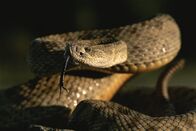 Tierische Freaks – A prairie rattlesnake is poised at the ready for any territorial intruder.