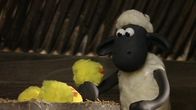 Shaun das Schaf – Shaun beobachtet die Küken beim Schlüpfen und wird gleich als Mutter adoptiert.