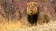 Cecil - Die Legende eines Königs – Er war ein König. 13 Jahre lang hat er in seiner Heimat in Afrika regiert. Er war der Beschützer seines Rudels, der Vater einer neuen Generation. Er wurde für viele zu einem Helden, einem Symbol. Man nannte ihn Cecil. Als ihn der Pfeil eines Trophäenjägers niederstreckte, ging die Nachricht um die ganze Welt und löste Wut und Kummer aus. - Löwe Cecil
