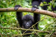 Tierbabys mit der Ente – Gorillakinder spielen genauso gern wie Menschenkinder.
