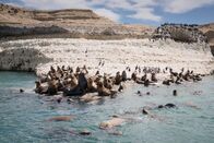 Terra X: Faszination Erde – 35 000 Seelöwen leben allein in dem Gebiet rund um die Halbinsel Valdés in Patagonien. Hier treffen zwei Meeresströmungen aufeinander und sorgen für Opulenz.