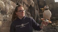 Alaskas Wildtier-Retter – Ein Papageientaucher namens Rain wird im Alaska Wildlife Center wegen seiner saisonalen Allergien behandelt, damit er seinem Partner Copper helfen kann, sein Ei zu inkubieren.