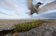 Wilde Ostsee – Die Küstenseeschwalbe hat ihre Heimat bis in den hohen Norden der Ostsee. Weitere Fotos erhalten Sie auf Anfrage.