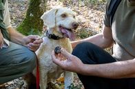 Zu Tisch ... – Trüffel sind eine gut versteckte Delikatesse: Trüffelhund Hermes ist ihnen in den Wäldern rund um Meteora auf der Spur.