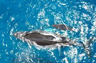 Costa Rica - Der Natur zur Seite stehen – In den Korallenriffen der Insel Caño tummeln sich Hunderte verschiedene Fisch- und Meerestierarten.