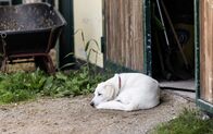 Beste Freunde - das Tiermagazin – Hund