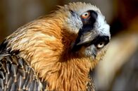 Die Pyrenäen – Der Bartgeier ist eine bedrohte Vogelart in den Pyrenäen.