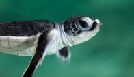 Wilde Tierbabys – Junges der Grünen Meeresschildkröte.