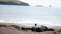 Mord auf Shetland – Ein grausiger Fund: Die Leiche der jungen Catherine Ross (Sophia Carr-Gomm) liegt am Strand.