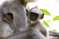 Wilde Inseln – Graue Languren - Mutter und ihr Junges.