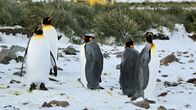 GEO Reportage – Bird Island und die Hauptinsel Südgeorgien gelten als einer der wichtigsten Nistplätze für Seevögel weltweit. Auch die größte Kolonie von Königspinguinen brütet hier: 200.000 Paare.
