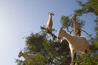 One Strange Rock - Unsere Erde – Goats in trees.