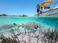 Ein perfekter Planet – Regisseur Ed Charles und Kameramann Duncan Brake bereiten einen Unterwasserdreh vor der Küste der Bahamas vor. Sie wollen eine Gruppe junger Zitronenhaie filmen, die nahe der Mangroven auf der Jagd sind - und offenbar ihrerseits an Boot und Crew interessiert sind.