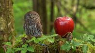 Alaskas Wildtier-Retter – Ein nördlicher Sperlingskauz, Petey, steht aufrecht neben einem Apfel. Er ist einer der stationären Greifvögel im Alaska Raptor Center. (National Geographic/Symbio Studios)