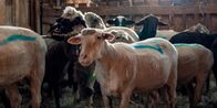 Sheep – Di, 13.10., 03:50 Uhr