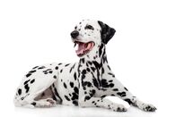 Mini Magic Moments – Dalmatian dog, isolated on white