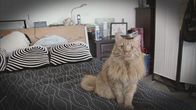Der Katzenflüsterer – Mo, 27.07., 06:00 Uhr