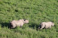 Elstners Reisen – Aus der Luft werden die Nashörner geortet, die dann von einem Tierarzt betäubt werden. Nur so können die Umsiedelungen schnell durchgeführt werden.