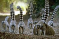 Tropische Inseln unserer Erde – 2017 lebten nur etwa 2.000 Katta-Lemuren in freier Wildbahn. Somit ist das Risiko ihres Aussterbens schwerwiegender, als bisher angenommen.