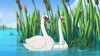 Törtel – Schwan Hokuspokus (l.) hat sich verliebt - in einen anderen Schwan. Doch irgendetwas stimmt mit diesem nicht.