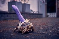 Vierwändeplus – Auch Schildkröte Satan feiert Party und hat die spezielle Partydeko von Emma und Luisa verpasst bekommen.