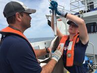Haie an Land – DAUPHIN ISLAND, ALA- (From left to right): Scientists Marcus Drymon and Andrea Kroetz weigh sharks during their tagging survey.