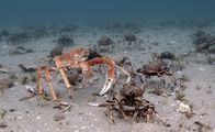 Australiens wilde ... – Große Seespinnen treffen sich jedes Jahr, um gemeinsam ihren Panzer abzuwerfen.