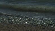 Big Pacific – Die Eiablage der Grunions gehört zu den grandiosesten Naturschauspielen der Erde. Am mexikanischen Strand des Golfs von Kalifornien glitzern Abertausende silbriger Fischleiber unter der Sonne alle paar Wochen im Frühjahr und Sommer.