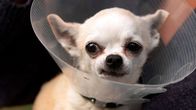 Die Tierärzte - Retter mit Herz – Die elf Jahre alte Chihuahua-Hündin Louise passt es gar nicht, dass der Landtierarzt ihre Fäden ziehen möchte.